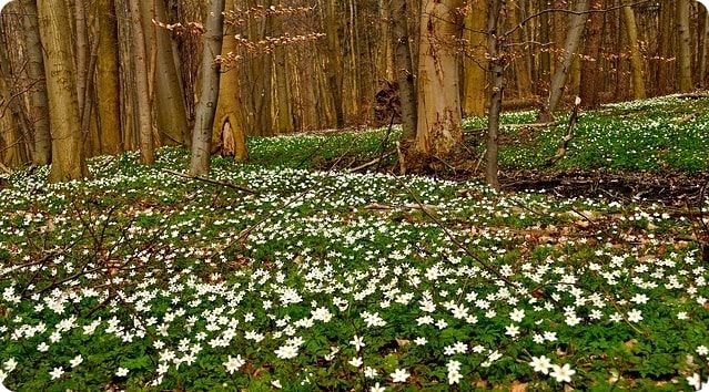 Ausflugsziele im Moidentiner Wald