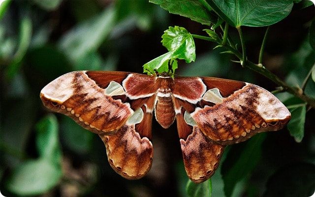 Atlasspinner im Schmetterlingspark Sassnitz