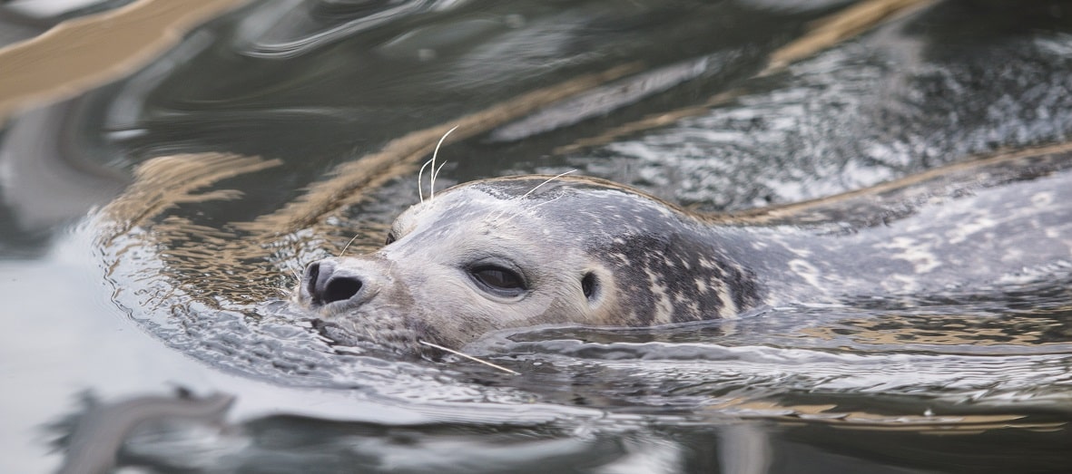 Schwimmende Kegelrobbe im Meer Schwimmende Kegelrobbe im Meer
